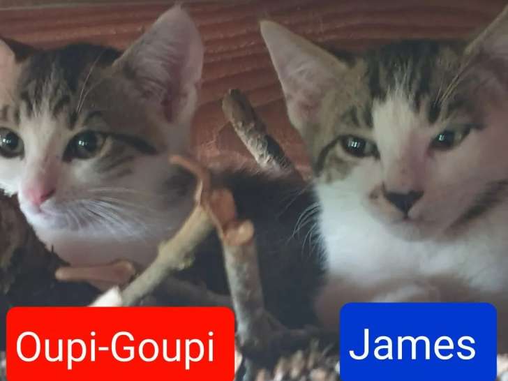 2 chatons de 2 mois en quête d’une famille