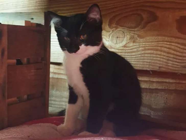 Chaton mâle âgé de 3 mois à accueillir