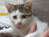 Chatonnes de 4 mois en attente d'adoption