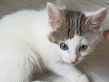 Chatonnes de 4 mois en attente d'adoption