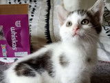 Chatonnes de 4 mois en attente d'adoption