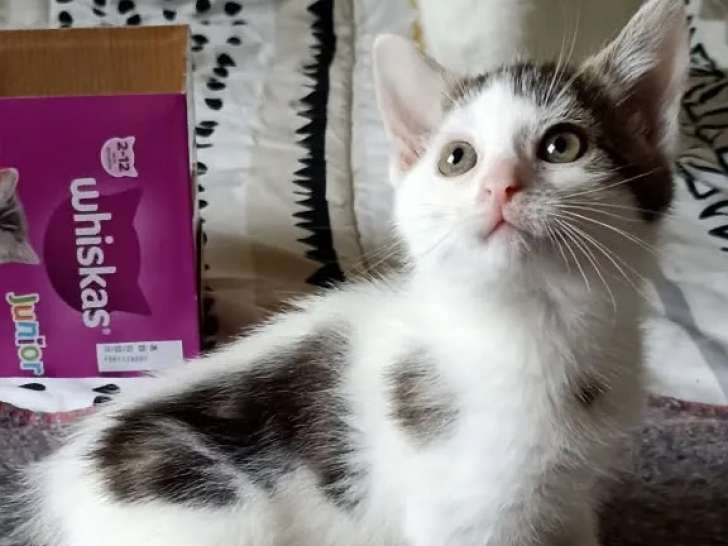 Chatonnes de 4 mois en attente d'adoption