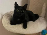 Adoption disponible : chatte de 2 ans