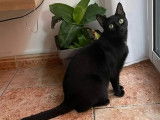 Adoption disponible : chatte de 2 ans