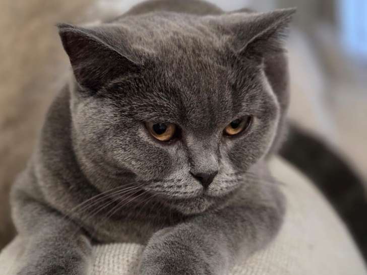Chatons de race British Shorthair à vendre (1 femelle & 1 mâle)