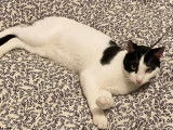 À la recherche d'un foyer, chat noir et blanc