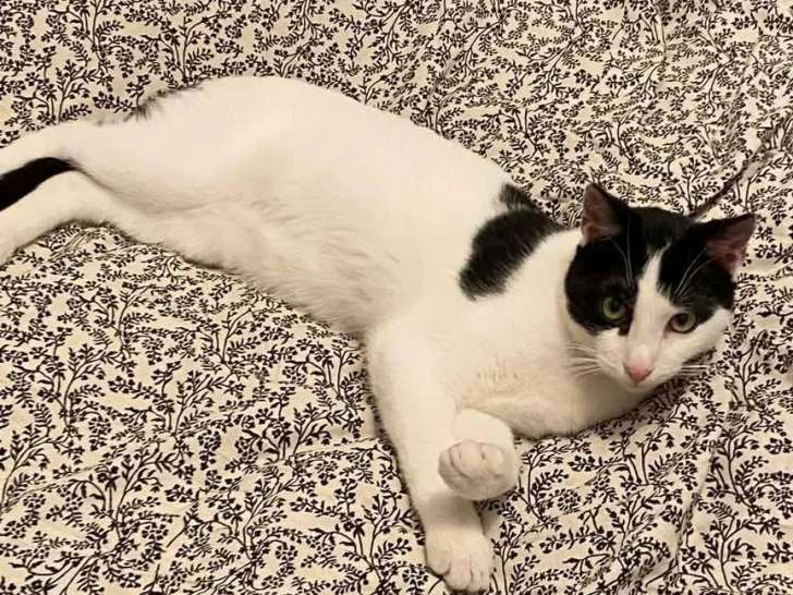 À la recherche d'un foyer, chat noir et blanc