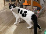 À la recherche d'un foyer, chat noir et blanc
