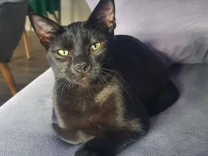 À adopter : chat de couleur noire