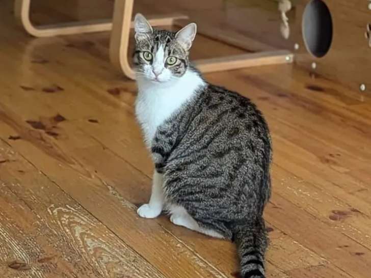 Disponible à l'adoption : chat tigré blanc