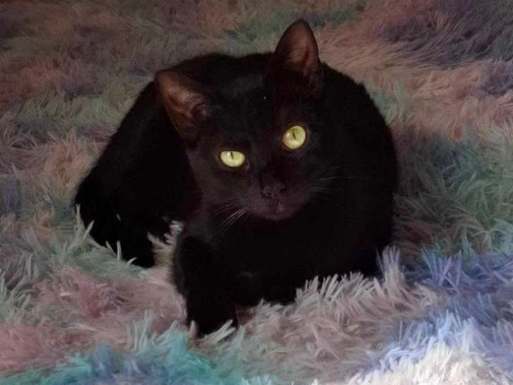 En attente d’adoption : chat au pelage noir