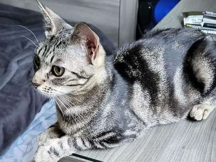 En attente d’un foyer : chatte tigrée