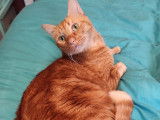 À accueillir : chat roux