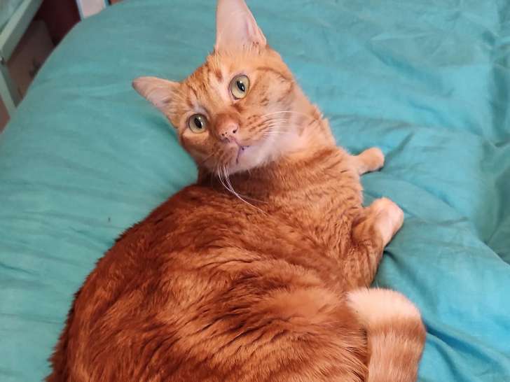 À accueillir : chat roux