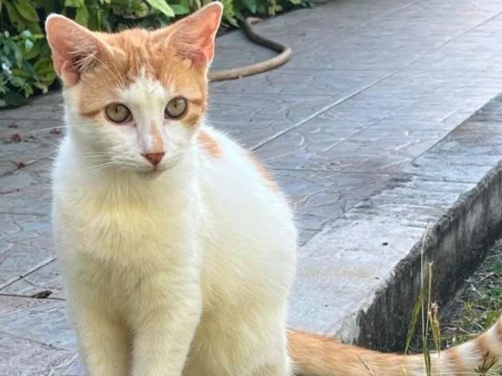 En quête d'un foyer : chat roux et blanc