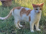 En quête d'un foyer : chat roux et blanc