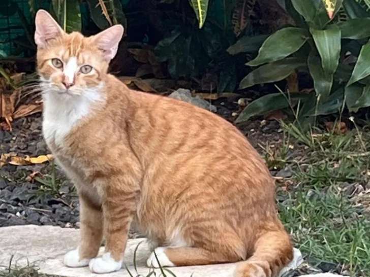 Adoption disponible : chat âgé de 2 ans