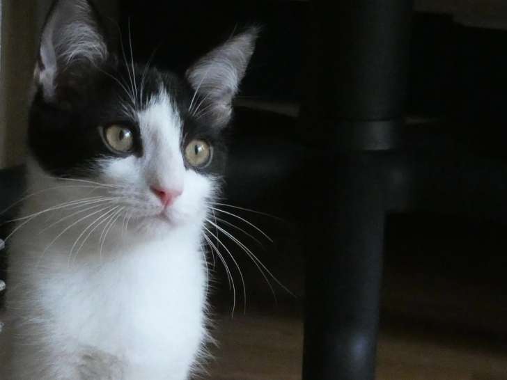 À la recherche d'une famille : chaton femelle noir et blanc