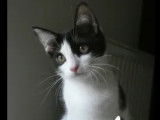 À la recherche d'une famille : chaton femelle noir et blanc