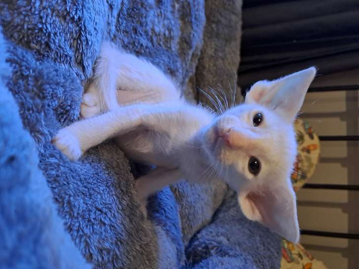 Magnifiques chatons Oriental Shortair à vendre