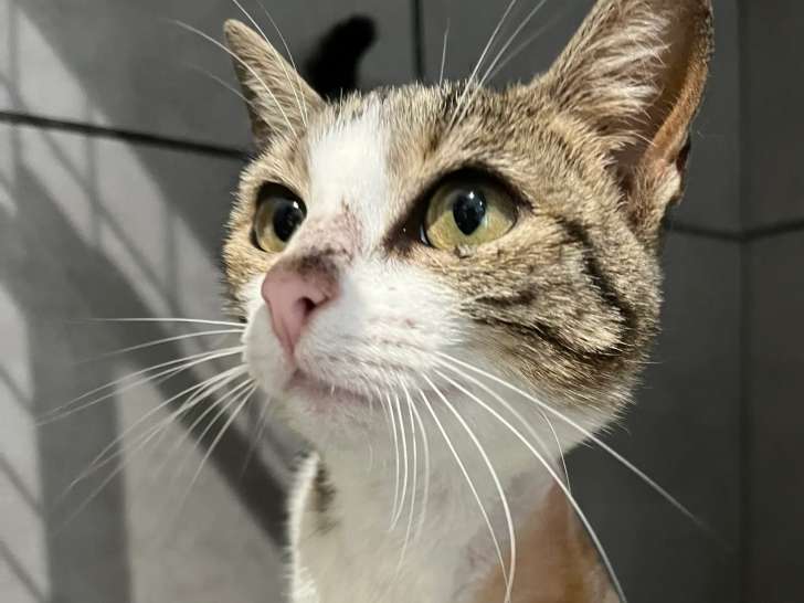 À adopter : chat d'un an