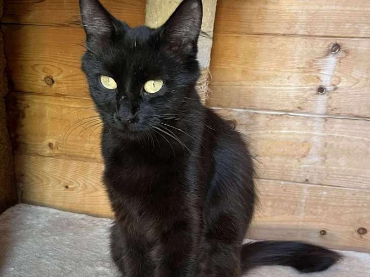 Disponible à l'adoption : chatte de 2 ans