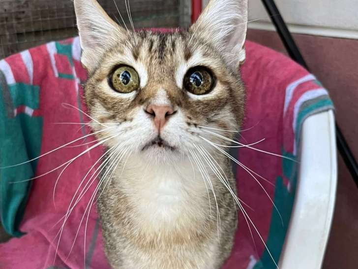 En attente d'adoption : chat tigré gris