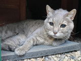 Prête pour l’adoption : chatte âgée de 5 ans