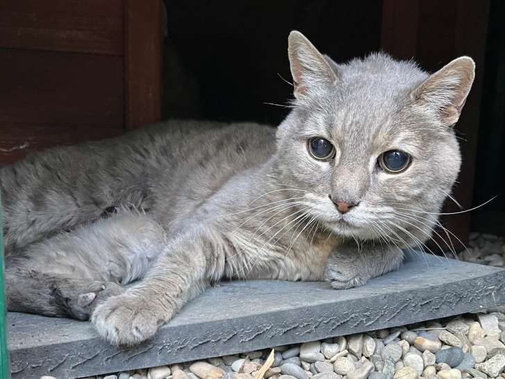 Prête pour l’adoption : chatte âgée de 5 ans
