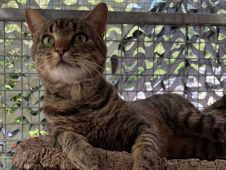 En attente d'un foyer : chat d'un an