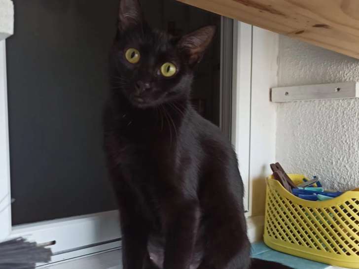 À accueillir : chatte au pelage noir