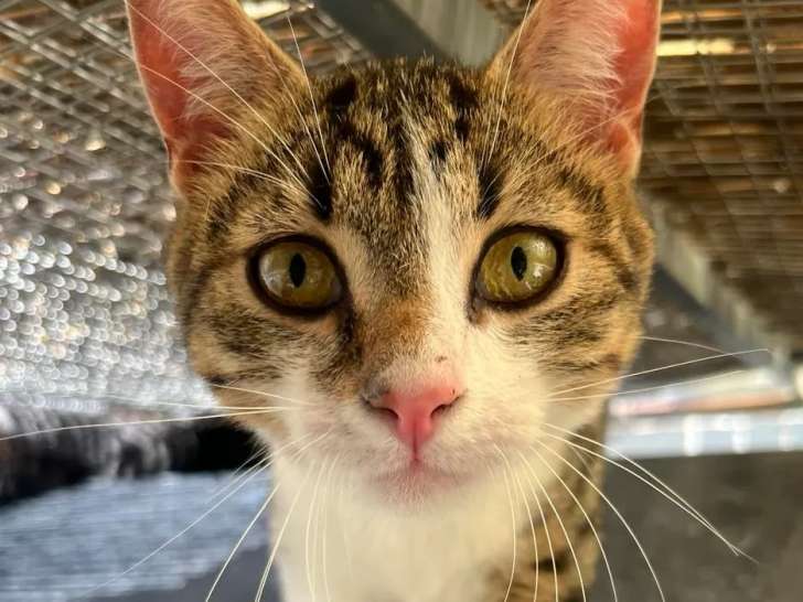 En quête d'une famille : chat tigré blanc