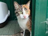 Adoption disponible : chatte tricolore