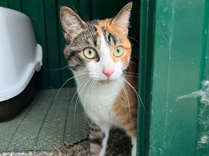 Adoption disponible : chatte tricolore