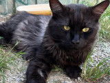 À la recherche d’une famille : chat de 5 ans