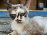Chatte tricolore à adopter