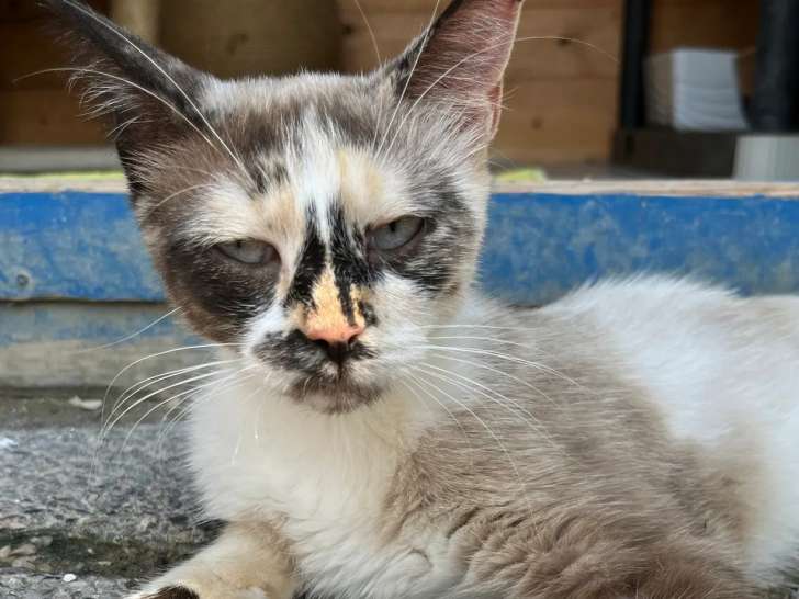 Chatte tricolore à adopter