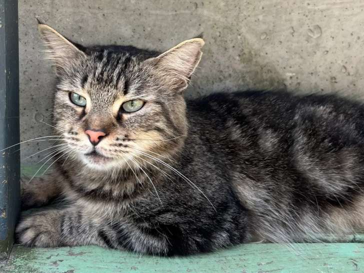 Chatte tigrée grise disponible à l'adoption