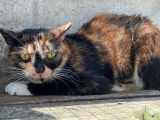 Chatte de 2 ans en attente d'adoption