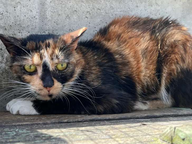 Chatte de 2 ans en attente d'adoption