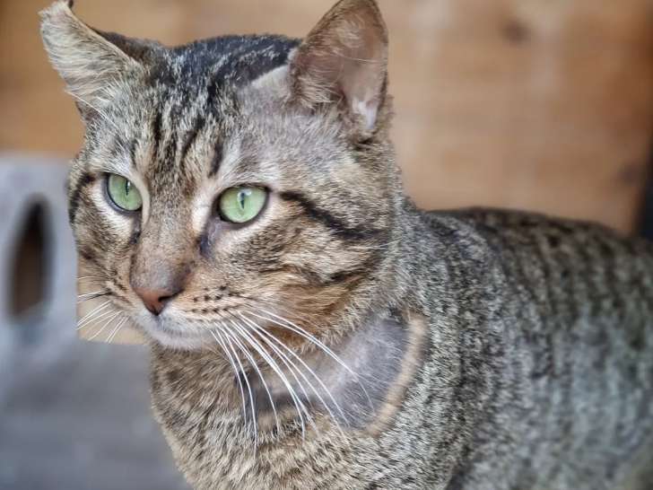 Chat de 8 ans en attente d’une famille