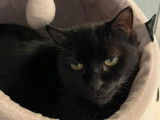 Chat adulte noir à accueillir