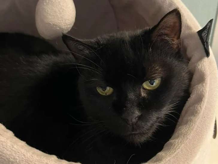 Chat adulte noir à accueillir