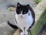 Chatte de 4 ans en quête d'une famille