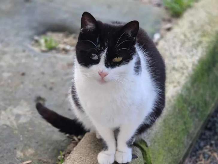 Chatte de 4 ans en quête d'une famille