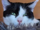 Adoption disponible : chat noir et blanc