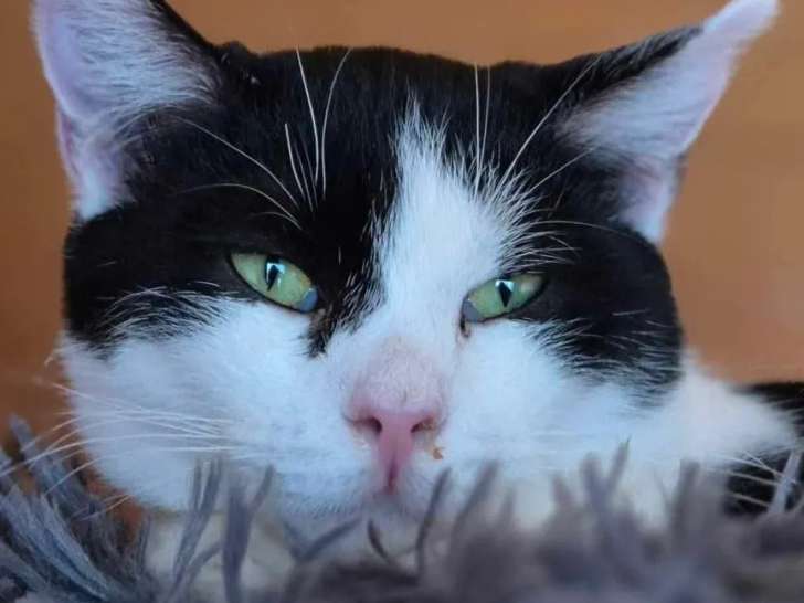 Adoption disponible : chat noir et blanc
