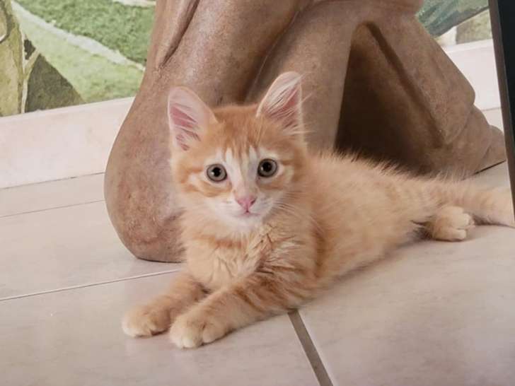 Simone, chatonne roux tigré à adopter