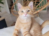 Simon, chaton roux tigré à adopter