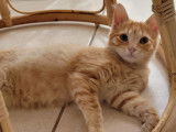 Simon, chaton roux tigré à adopter